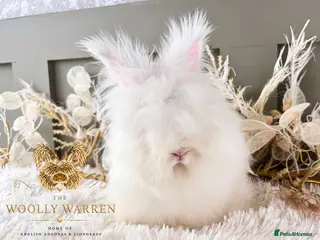 Angora rabbits BEAUTIFUL VACCINATED ANGORAS READY NOW - Advert 9