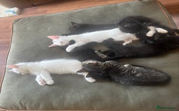 British Shorthair cats for sale: Beautiful kittens for sale  - Image 1