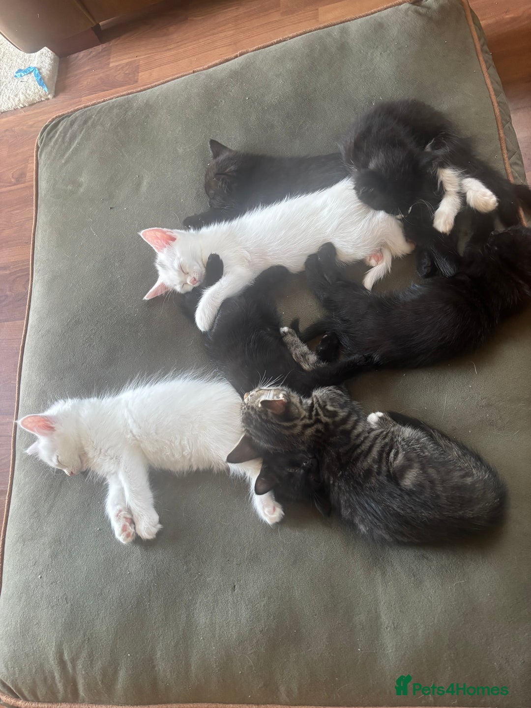 British Shorthair cats for sale: Beautiful kittens for sale  - Image 1