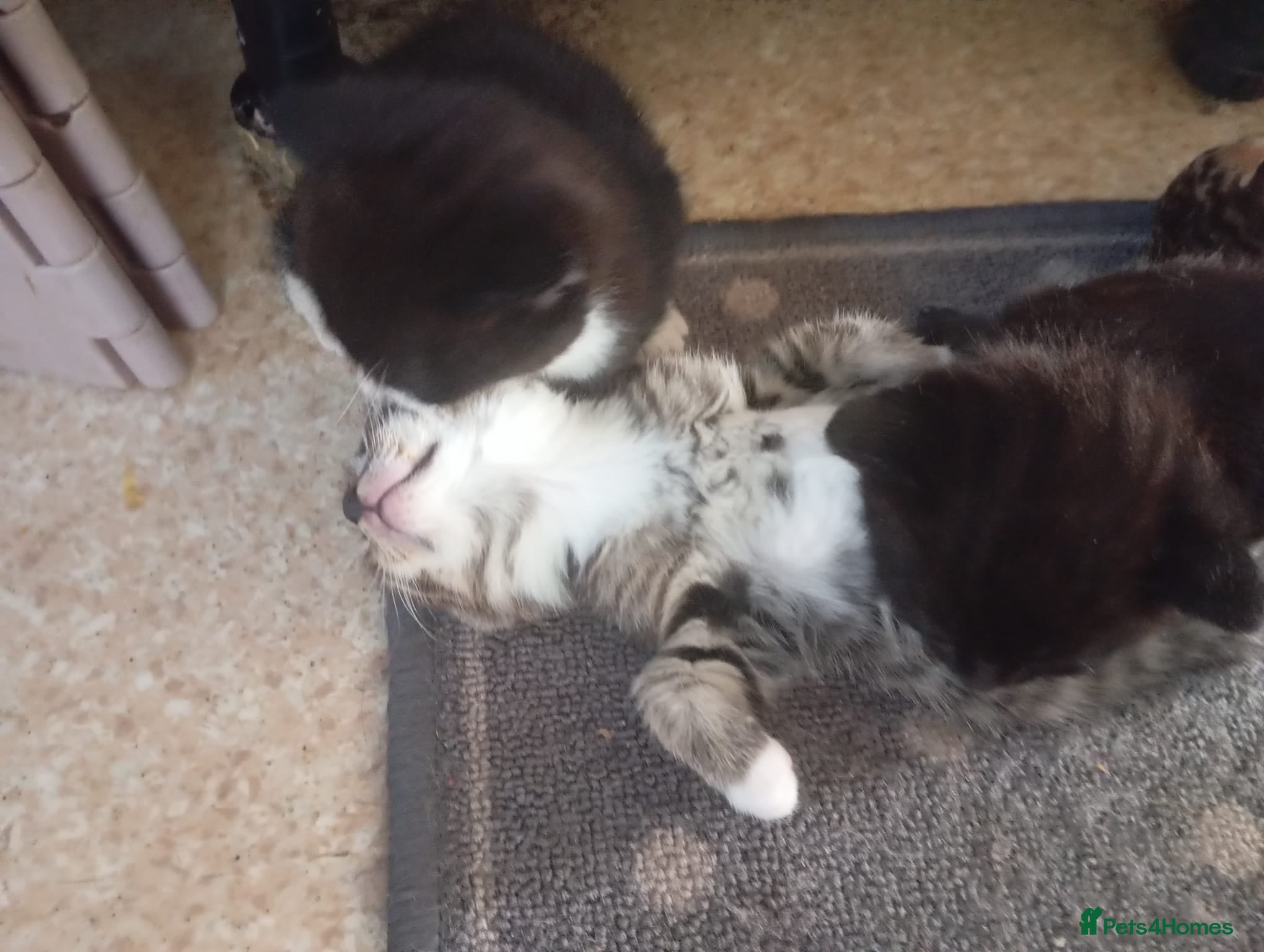 Bengal cats Bengal and Tuxedo Kittens.   - Advert 13