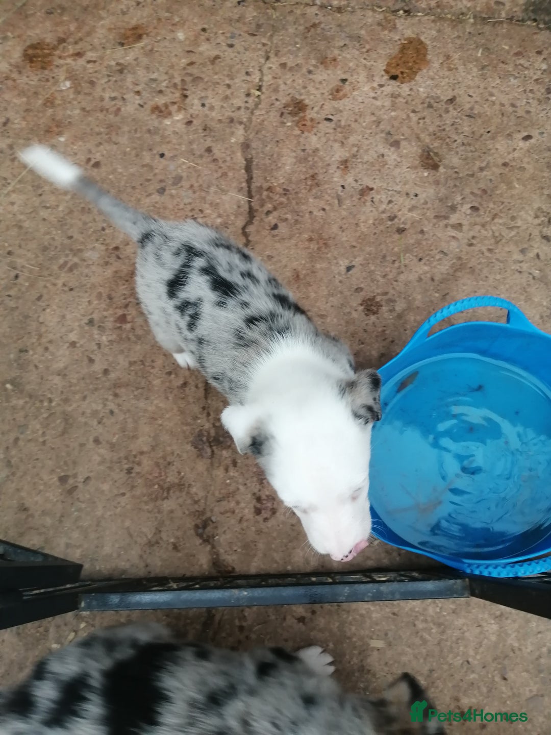 Bearded Collie dogs for sale: Beautiful blue merle collie pups! Workers or pets - Image 14