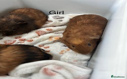 Guinea Pig rodents for sale: 3 x girl Guinea Pigs - Image 5