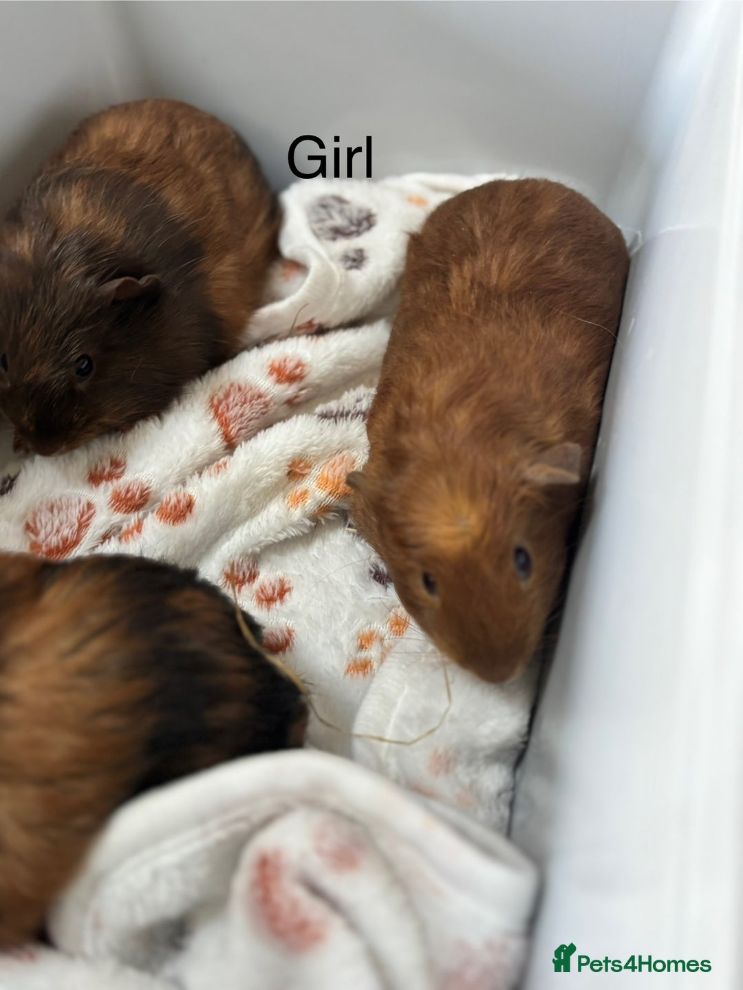 Guinea Pig rodents for sale: 3 x girl Guinea Pigs - Image 5