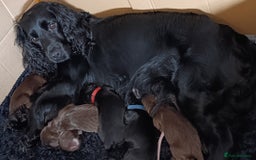 Cocker Spaniel dogs for sale: Show x Working Cocker Spaniels, HEALTH tested - Image 2