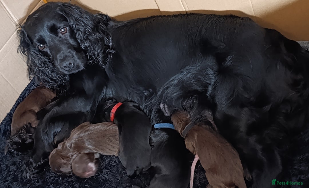 Cocker Spaniel dogs for sale: Show x Working Cocker Spaniels, HEALTH tested - Image 2