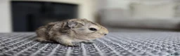 Guinea Pig rodents for sale: Beautiful Baby Guinea Pigs – Ready to Reserve  - Advert 11