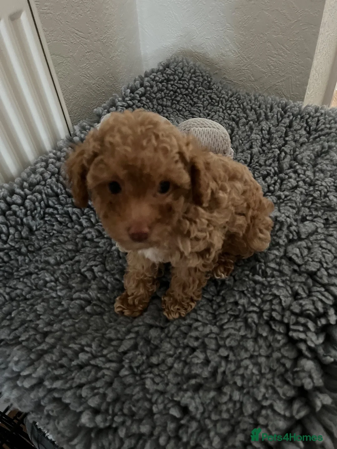 Toy Poodle dogs for sale: Toy poodle puppies READY NOW! - Advert 1