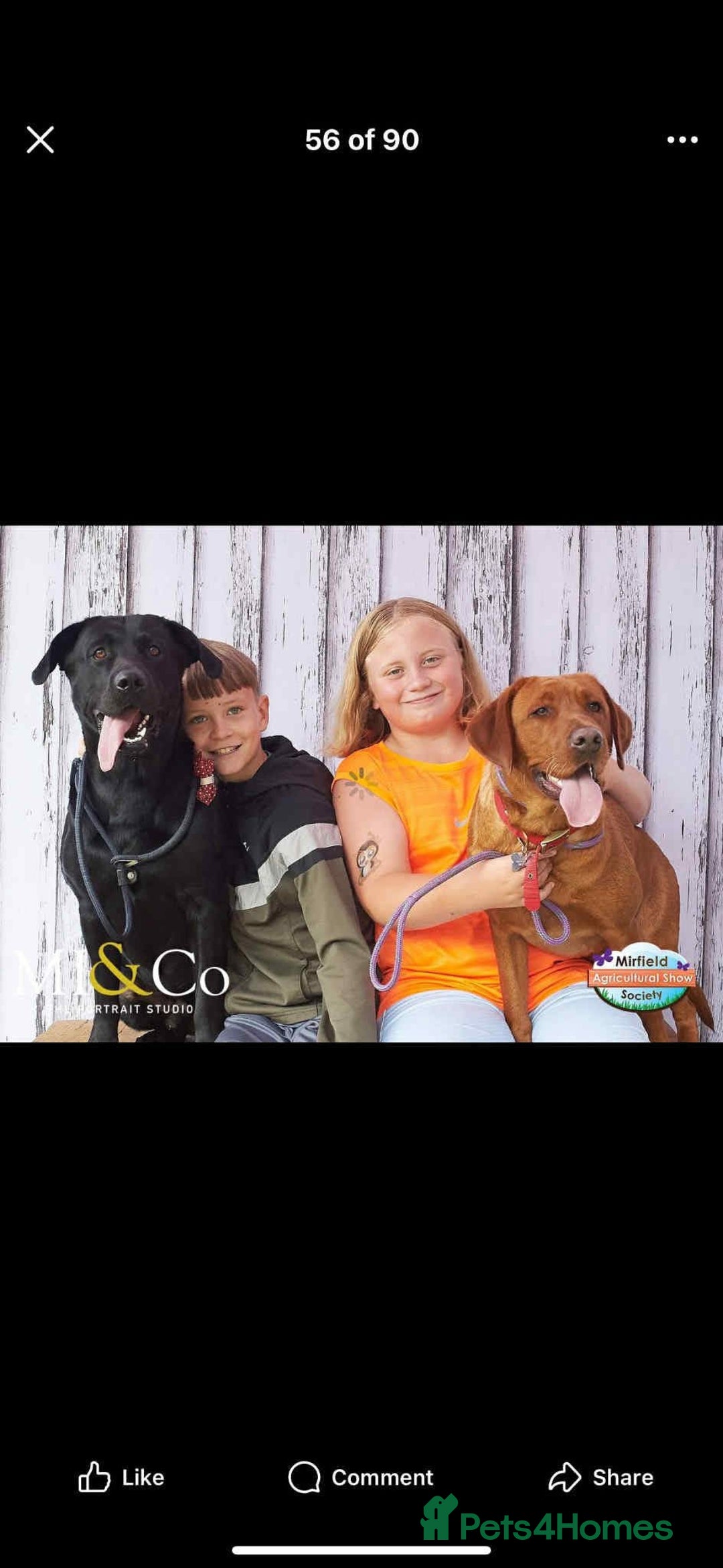 Labrador Retriever dogs for sale: Beautiful chunky litter of black pups  - Advert 9