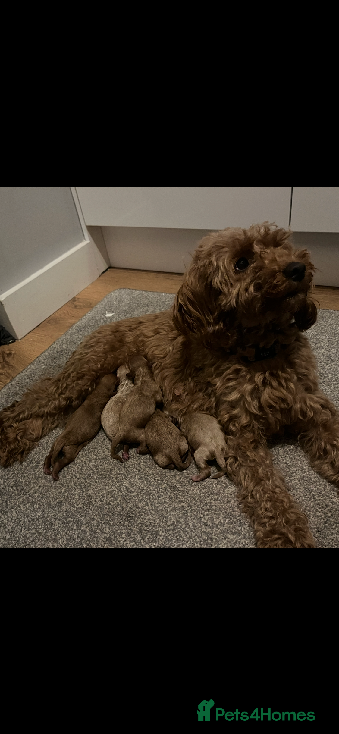 Cockapoo dogs Gorgeous red F1b cockapoo puppies  - Advert 1