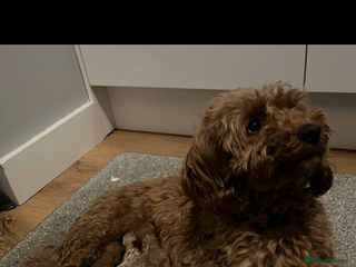 Cockapoo dogs Gorgeous red F1b cockapoo puppies - Advert 1