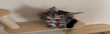 Maine Coon 5