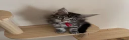 Maine Coon cats for sale: Beautiful Maine Coon Kittens  - Advert 4