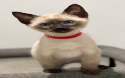 Siamese cats for sale: GCCF Registered Traditional Siamese Kittens  - Image 32