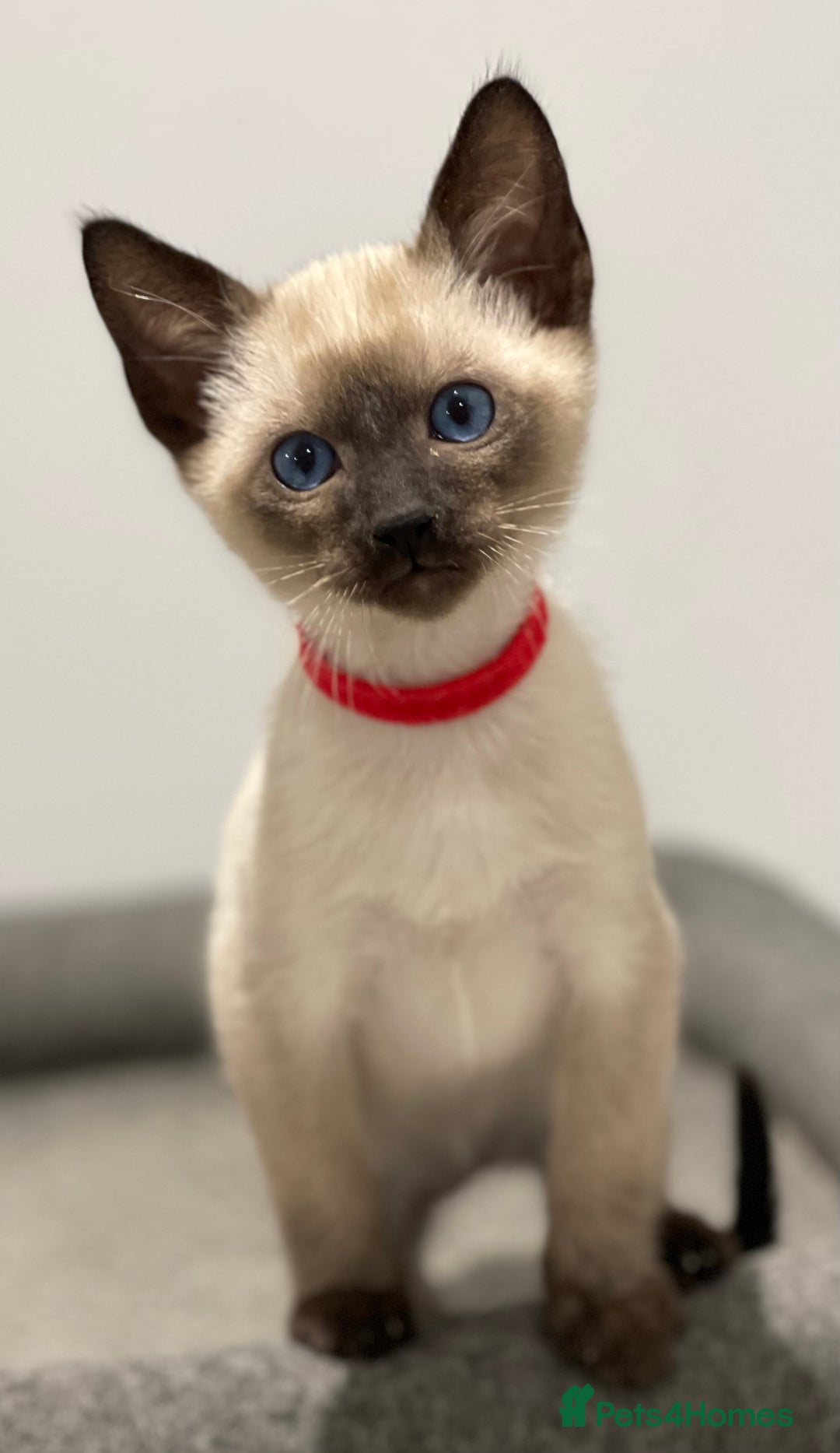 Siamese cats for sale: GCCF Registered Traditional Siamese Kittens  - Image 32