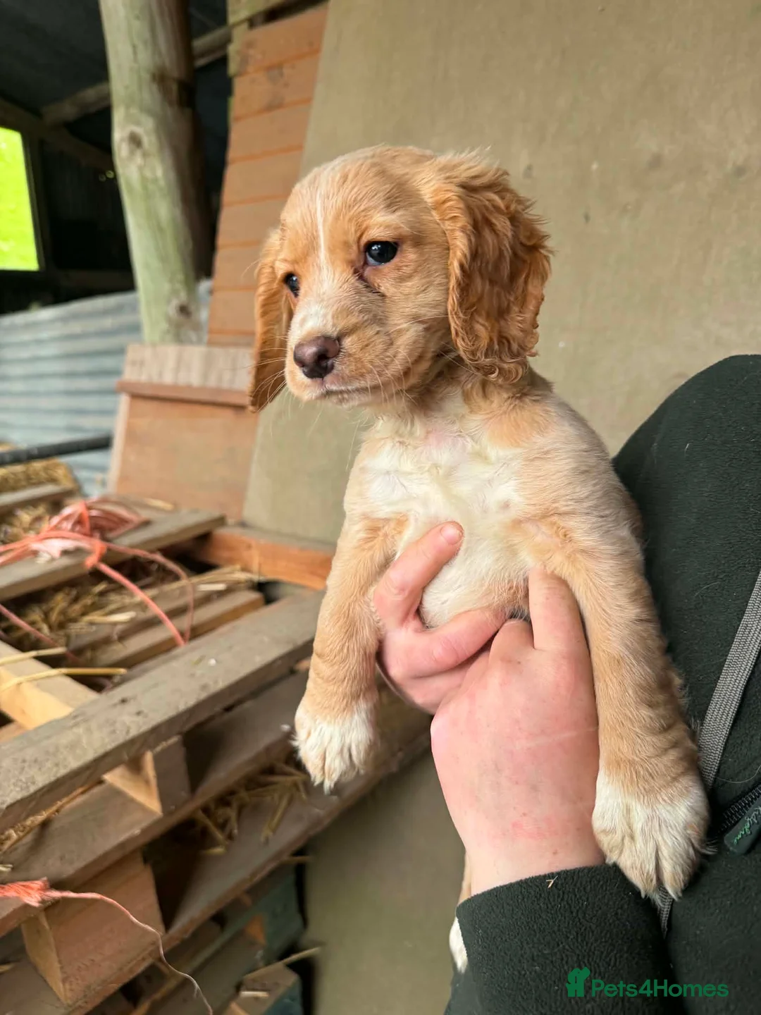 Cocker Spaniel dogs for sale: Ready to leave working cocker spaniel pup  - Advert 2