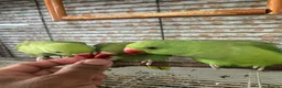 Ringnecks birds for sale: Hand reared Indian Ringneck’s  - Advert 3