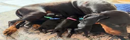 Dobermann dogs for sale: KC Registered big and strong Doberman puppies!! in Hawick - Advert 5