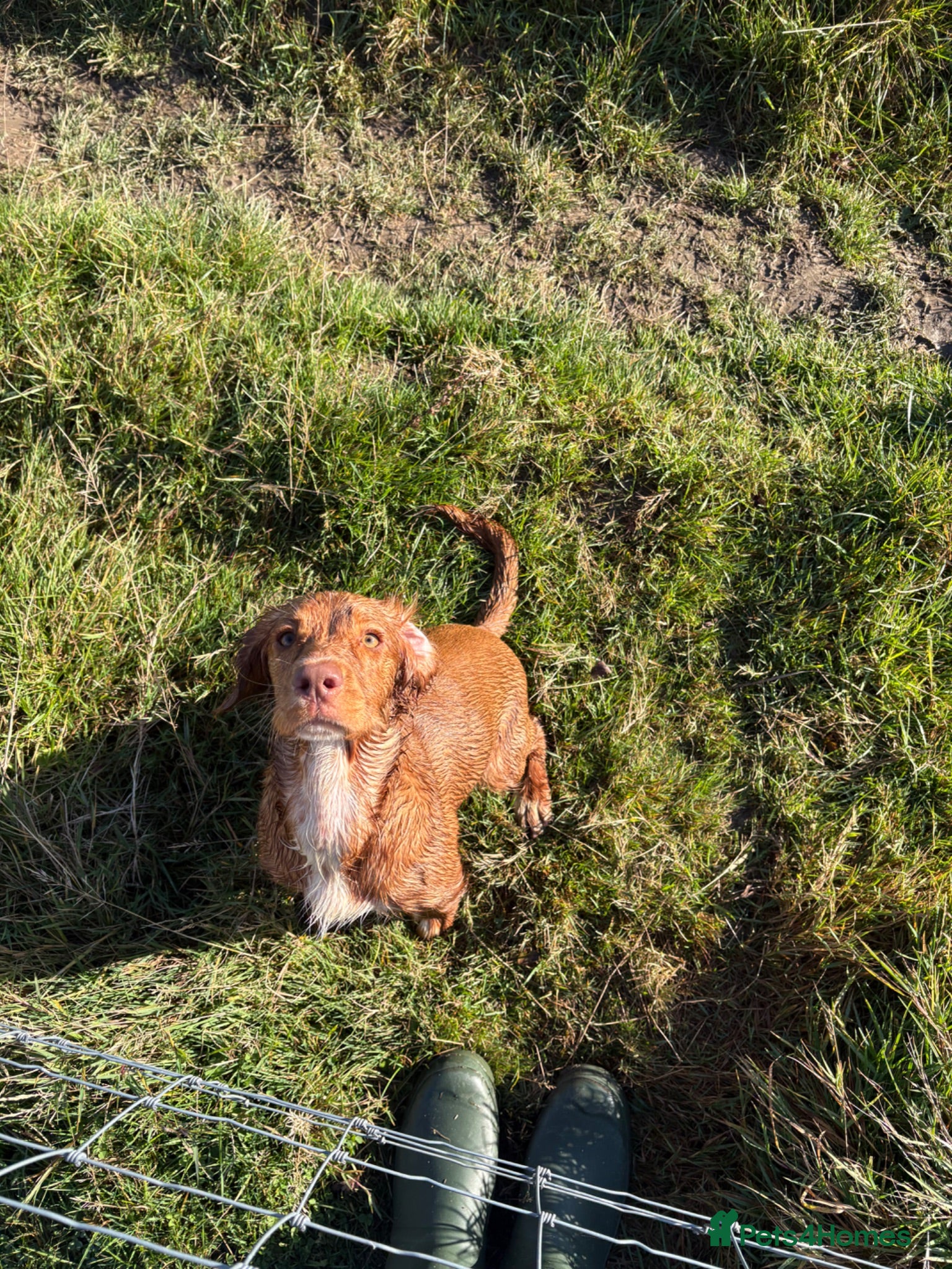 Cocker Spaniel dogs Re-homing  - Advert 2