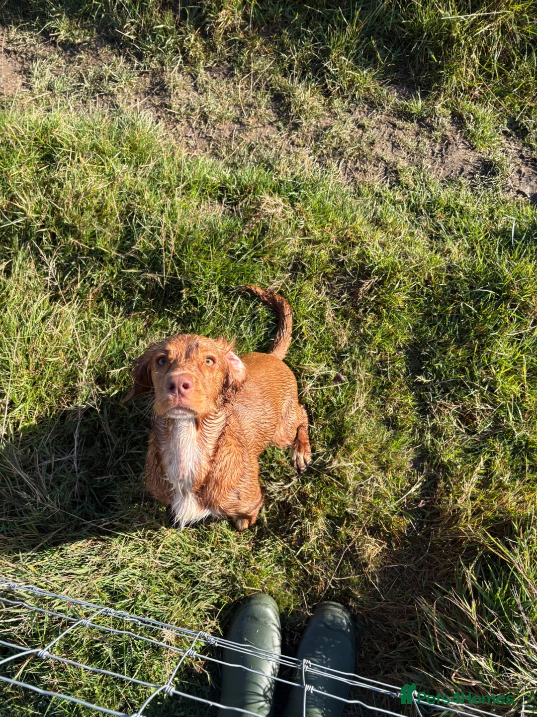 Cocker Spaniel dogs for sale: Re-homing  - Advert 1