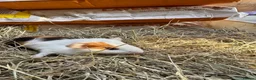 Guinea Pig rodents for sale: 6 beautiful guinea pigs very friendly - Advert 8