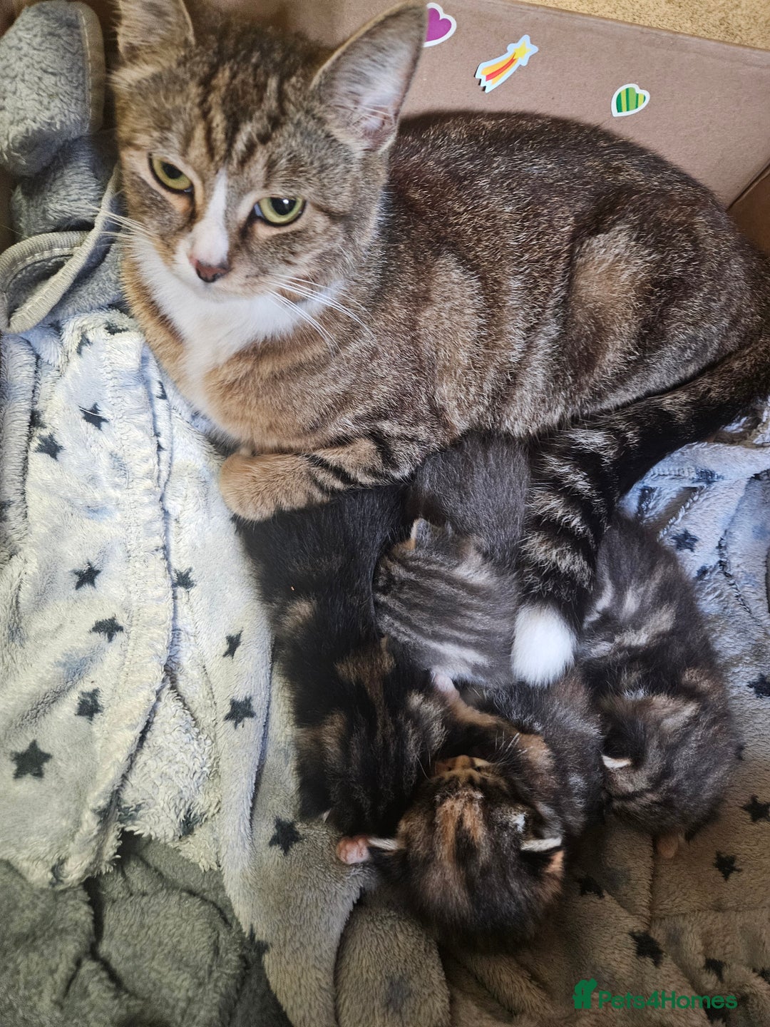 Domestic Shorthair cats for sale: Kittens for sale - Image 4
