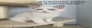 Antoinette-REHOMED