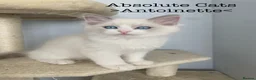 Ragdoll cats for sale: 3 LEFT!!! TICA REGISTERED RAGDOLL KITTENS  - Advert 26