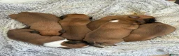 Boxer dogs for stud: KC Red and White Boxer to Stud in Doncaster - Advert 9