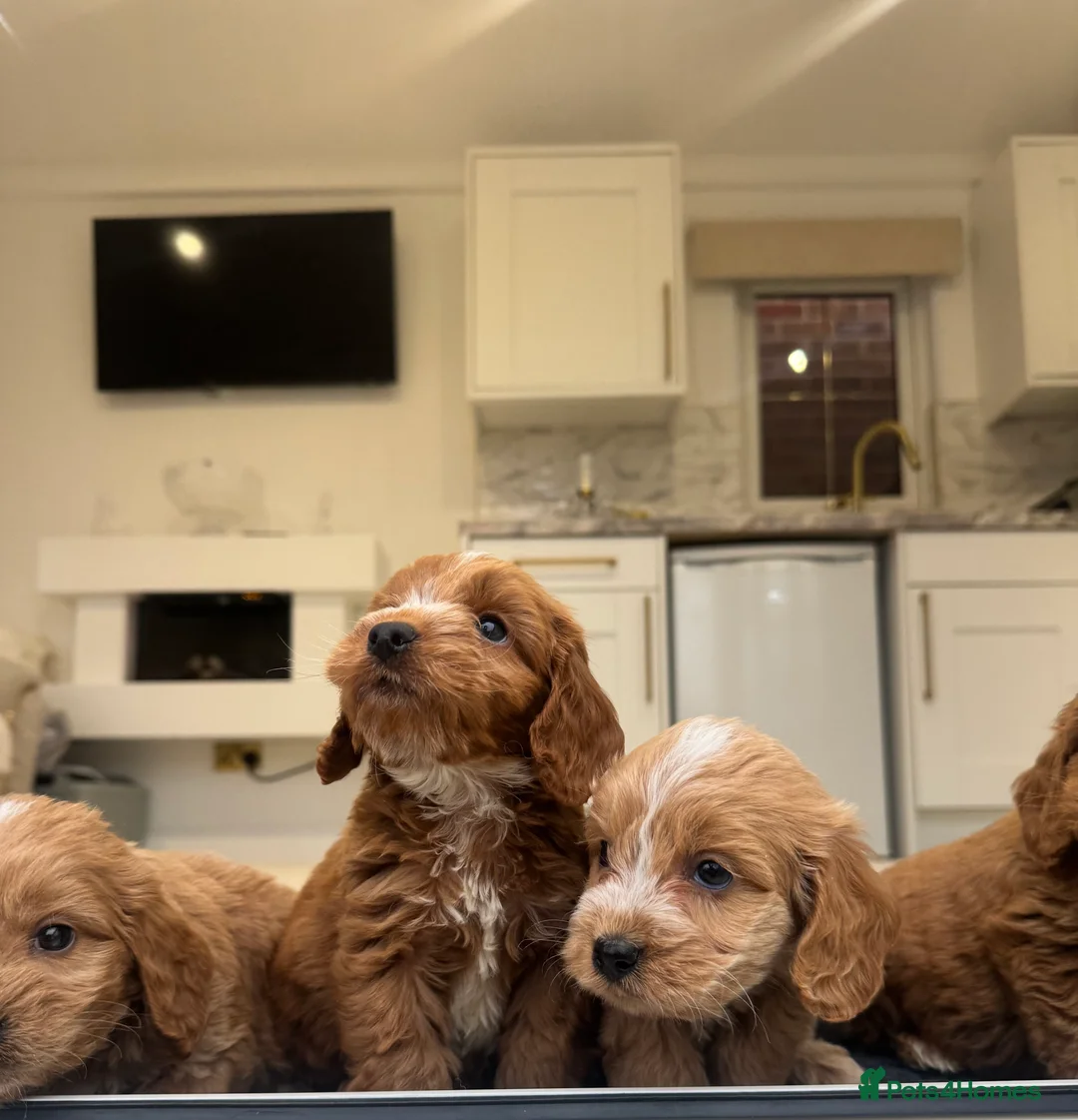 Cockapoo dogs for sale: F1 COCKAPOOS pra clear (council lincesed) - Advert 14