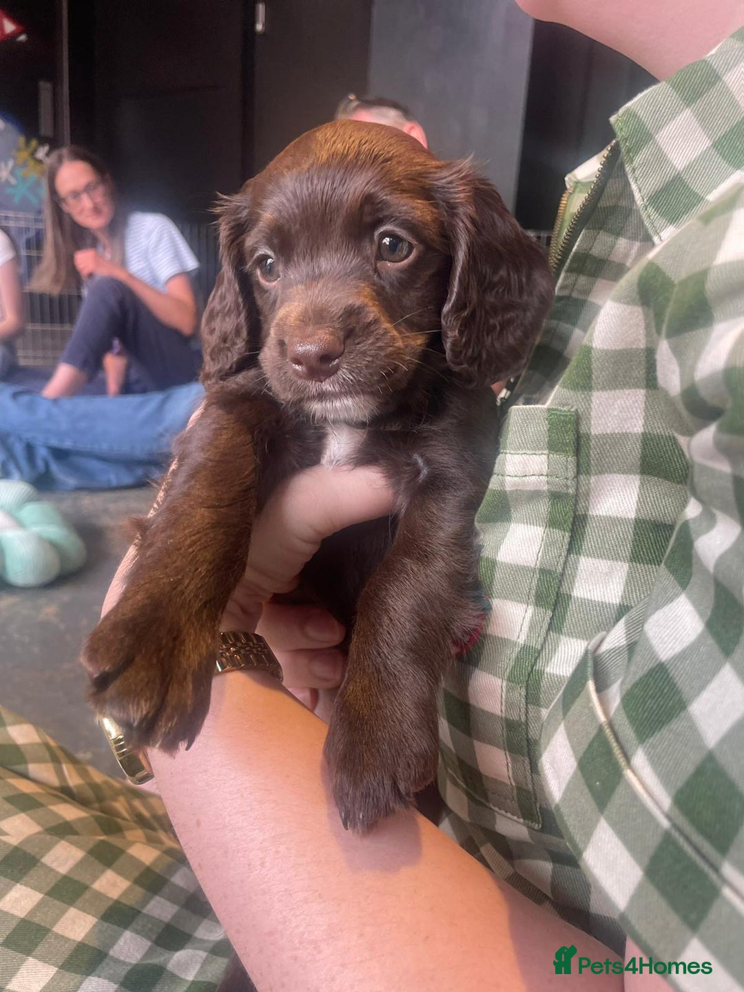 Cockapoo dogs for sale: READY NOW..!  cockapoos *1 girl 2boys* - Image 17