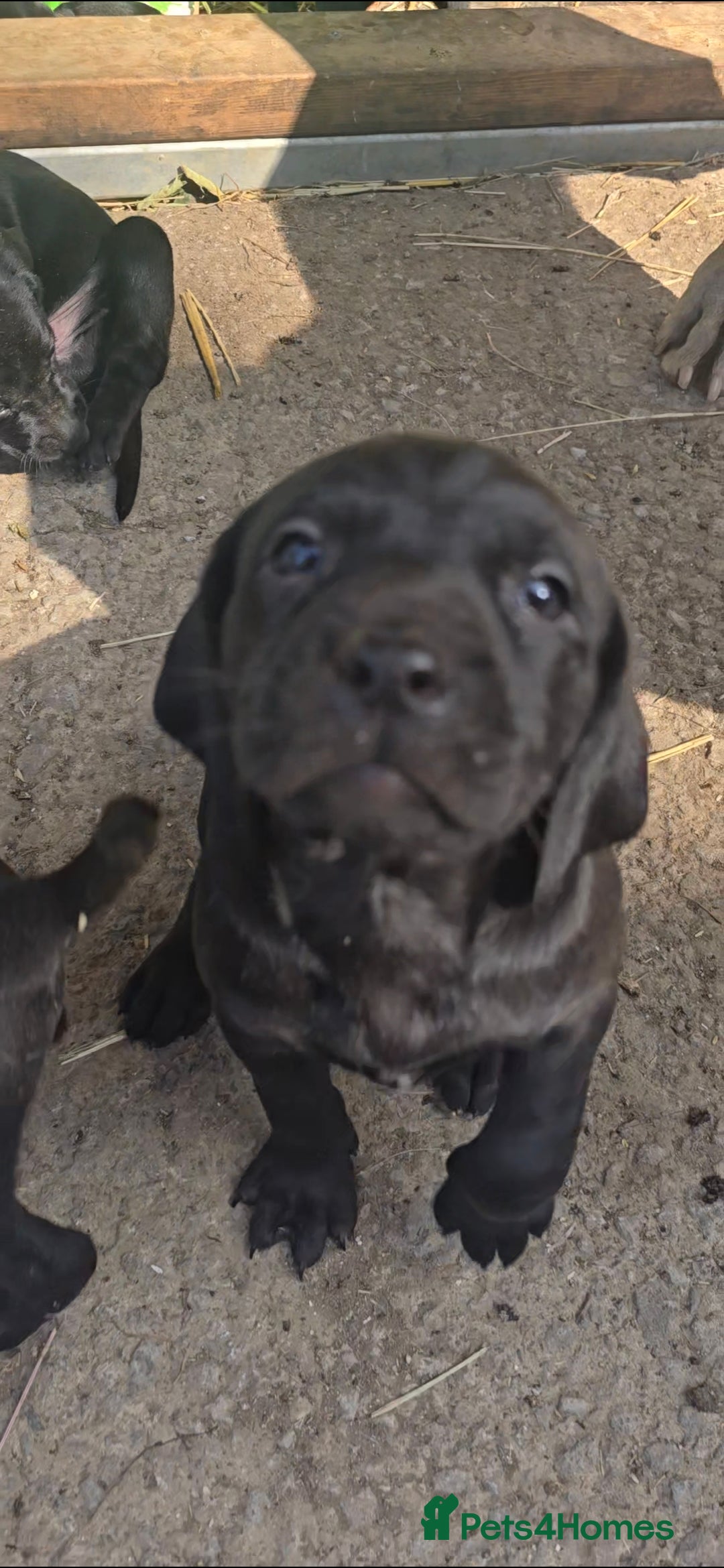 Mixed Breed dogs for sale: Exceptional Weimador pups  - Image 13