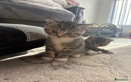 Scottish Fold cats for sale: Scottish straight kittens for sale  - Image 7