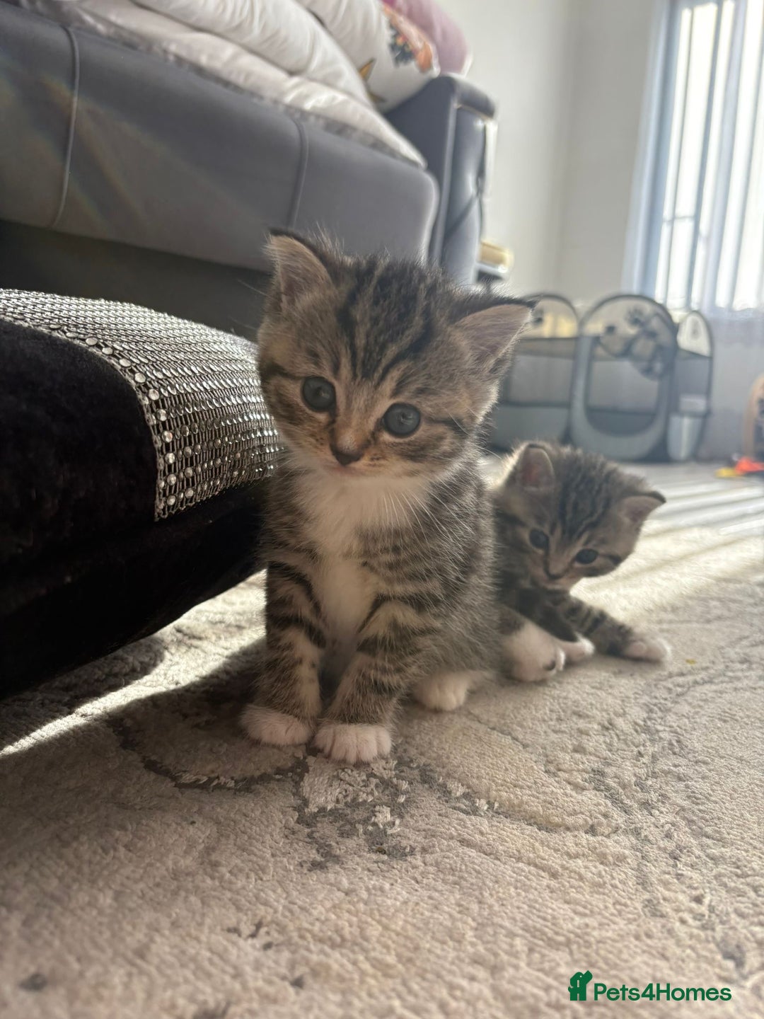 Scottish Fold cats for sale: Scottish straight kittens for sale  - Image 7