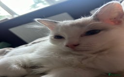 Ragdoll cats for sale: 1 Male kitten  - Image 13