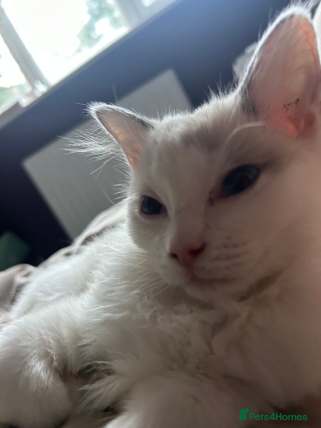 Ragdoll cats for sale: 1 Male kitten  - Image 13