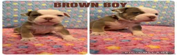 Olde English Bulldogge dogs for sale: READY TO LEAVE 3 old English bulldog  - Advert 31