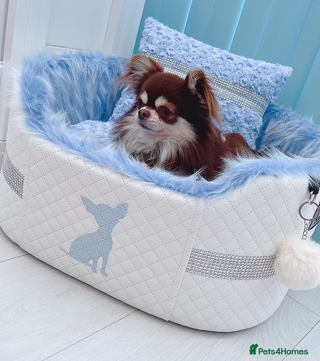 Chihuahua dogs for stud: Thailand imported chihuahua boy stud only in Doncaster - Advert 7