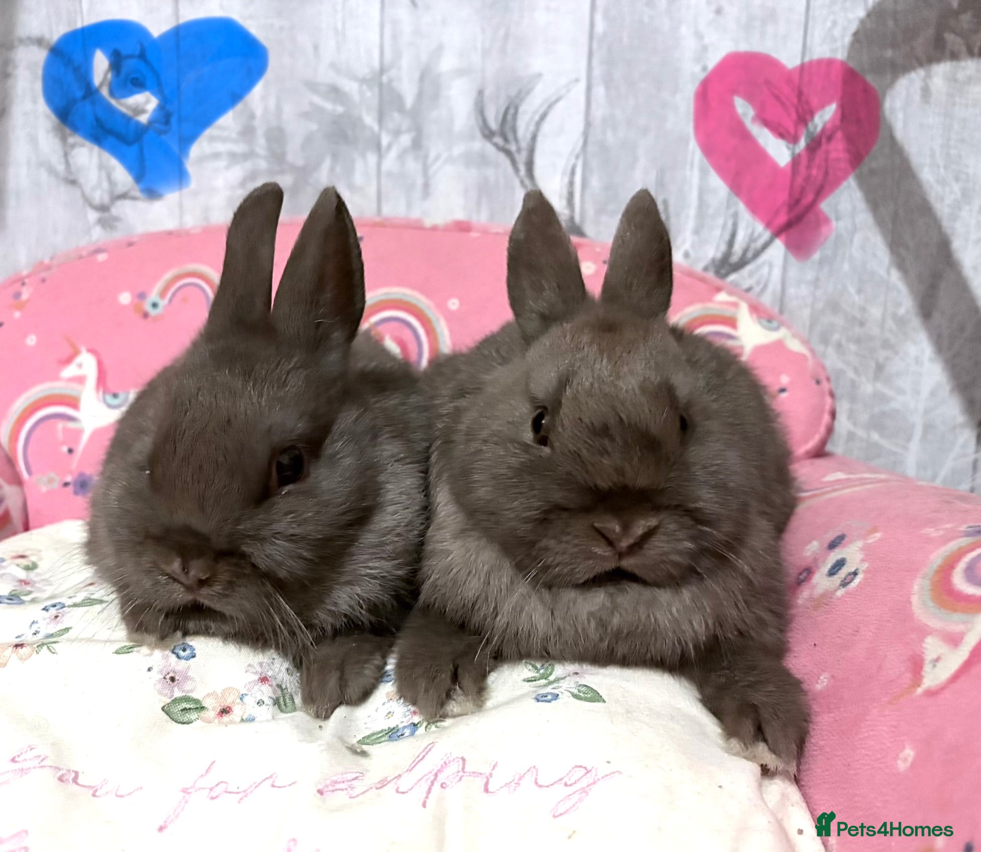 Netherland Dwarf rabbits 2 beautiful chocolate coloured netherland dwarfs - Advert 8