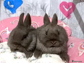 Netherland Dwarf rabbits 2 beautiful chocolate coloured netherland dwarfs - Advert 8