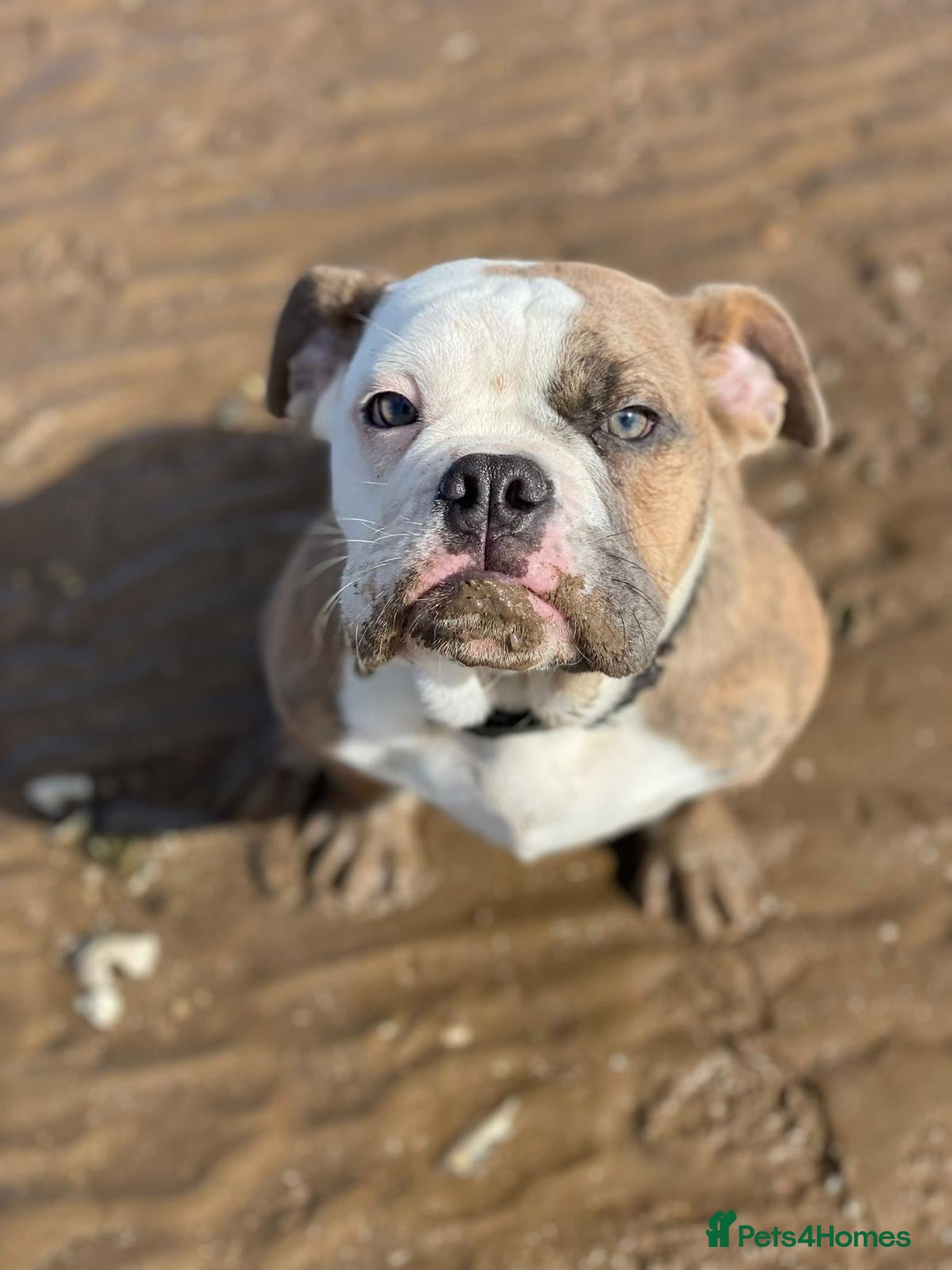 Olde English Bulldogge dogs Olde English Bulldogge - Advert 8