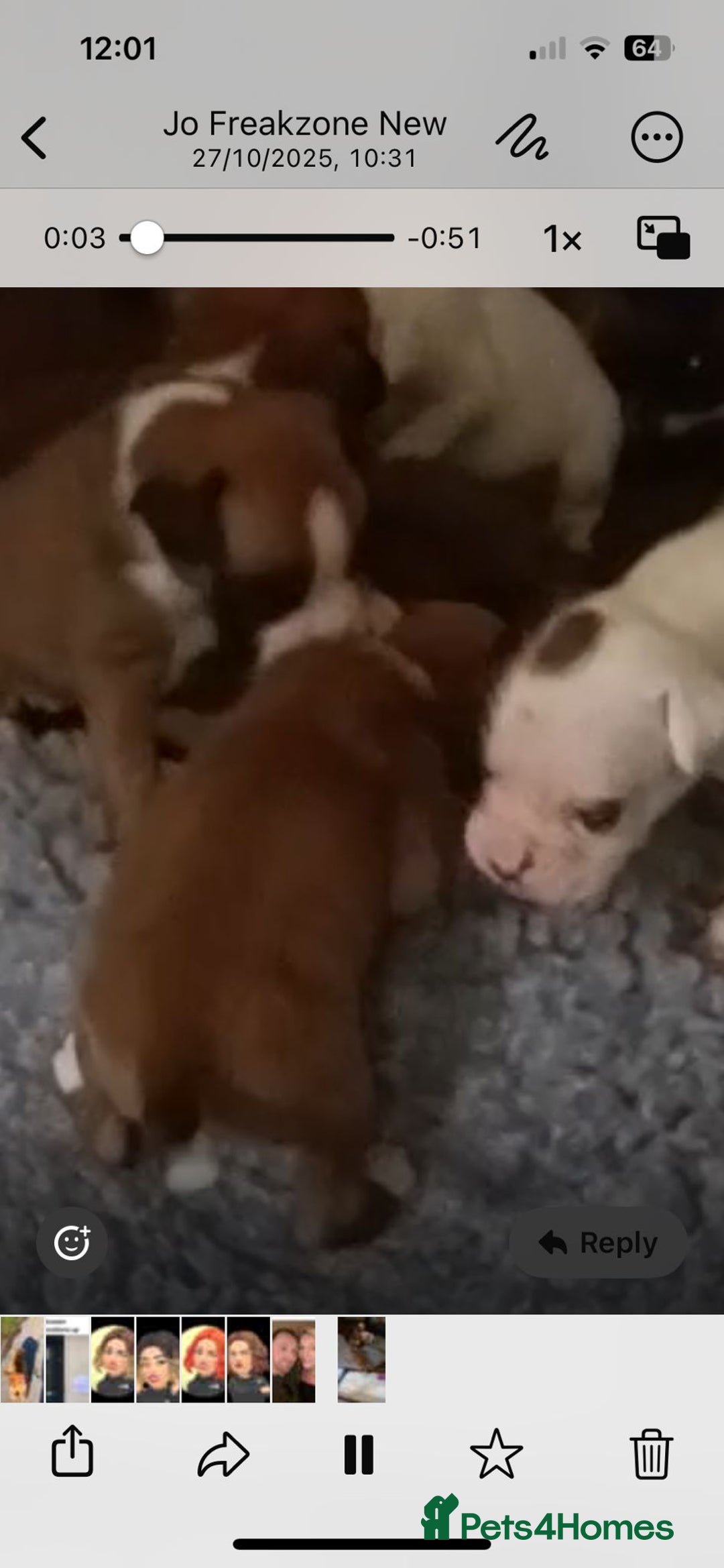 Boxer dogs for sale: Beautiful litter of six - Advert 11