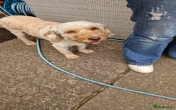 Cockapoo dogs for sale: Cockapoo needing forever home - Image 2