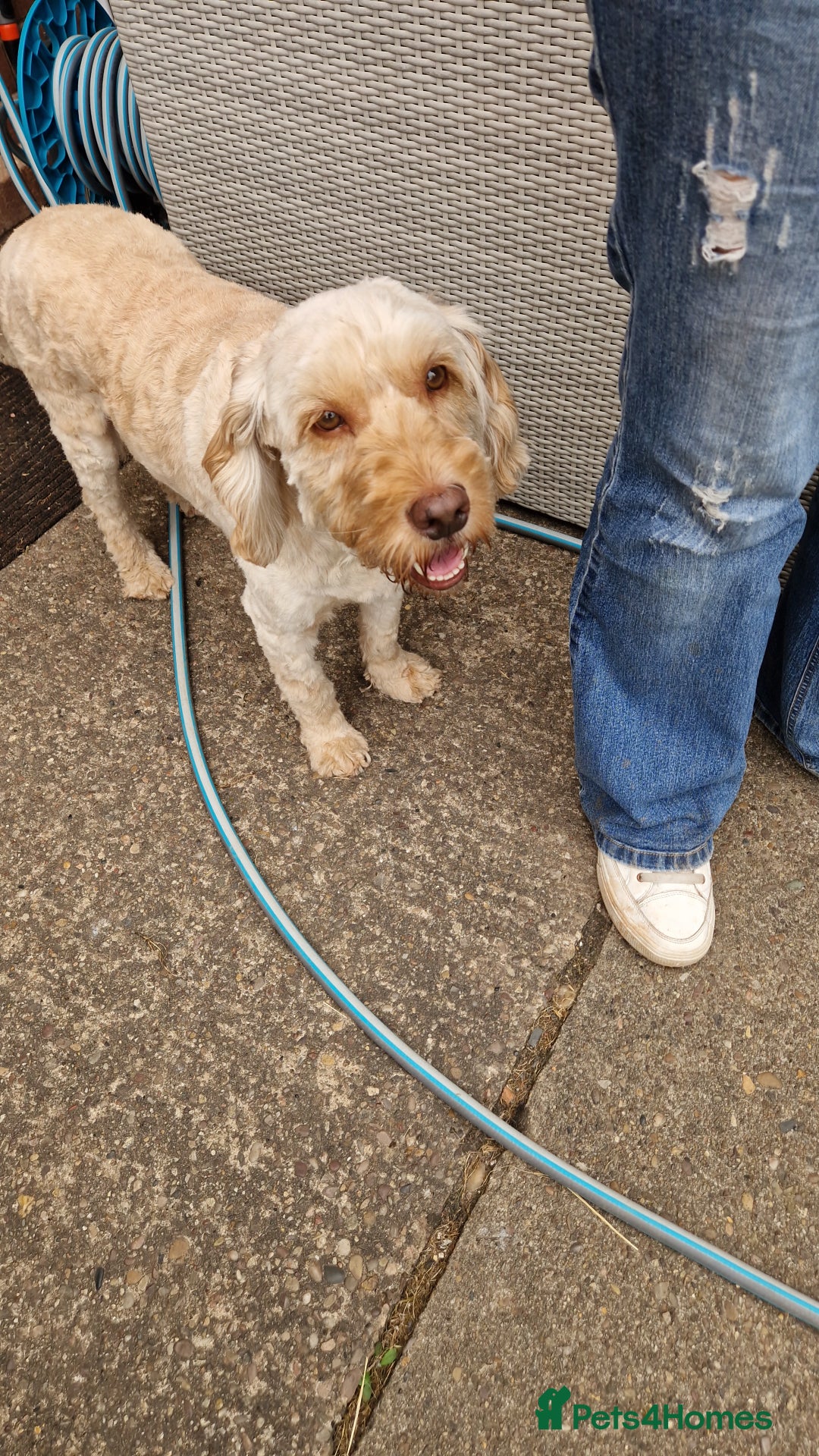 Cockapoo dogs for sale: Cockapoo needing forever home - Image 2