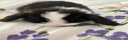 Dwarf Lop rabbits for sale: Beautiful Holland lops  - Advert 3