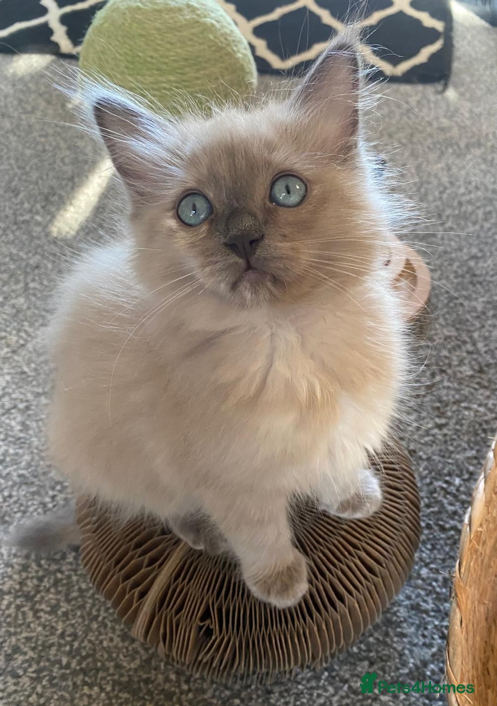 Ragdoll cats Pedigree TICA Cherubim Ragdolls - Advert 1