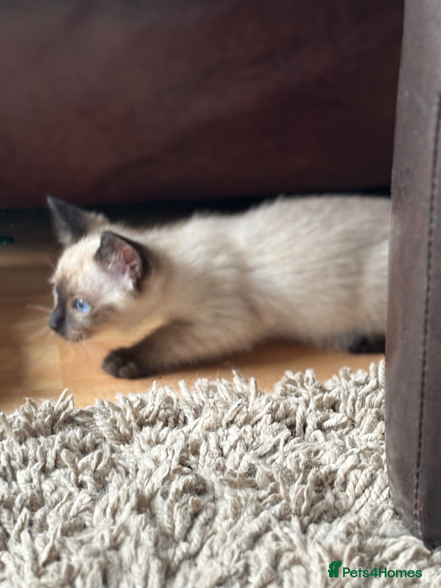 Siamese cats for sale: Stunning Siamese kittens  - Advert 5