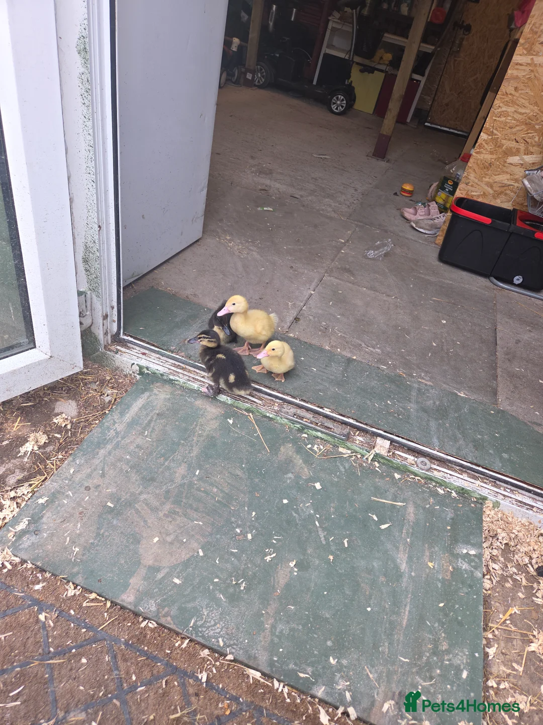 Tortoise reptiles for sale: 5 week old ducks  - Advert 3