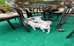 Mixed Breed dogs for sale: Beautiful playfull puppies ready now  - Image 5