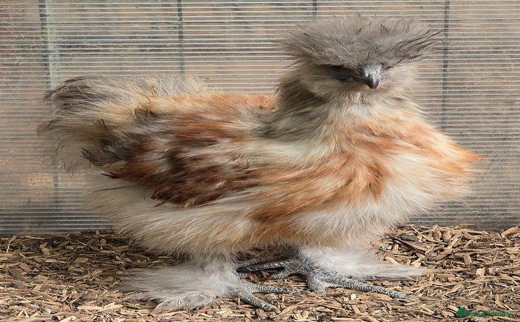 Chickens poultry - Advert 2