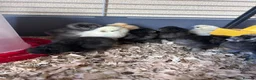 Chickens poultry for sale: Silkie Chicks - Advert 6